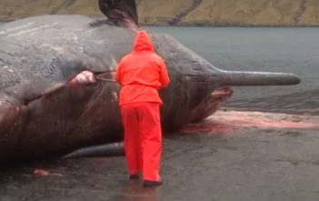 Bloated sperm whale carcass explodes