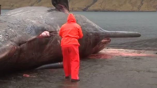 Bloated sperm whale carcass explodes