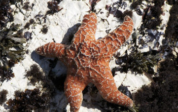 Starfish