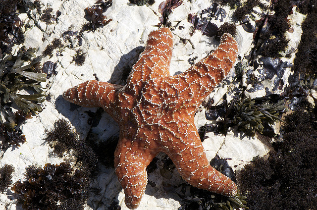 Starfish