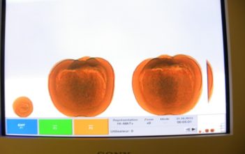 Cocaine-stuffed pumpkins