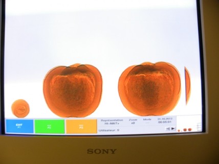 Cocaine-stuffed pumpkins