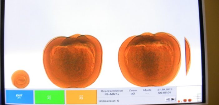 Cocaine-stuffed pumpkins
