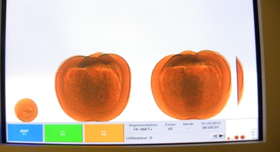 Cocaine-stuffed pumpkins