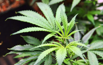 Marijuana