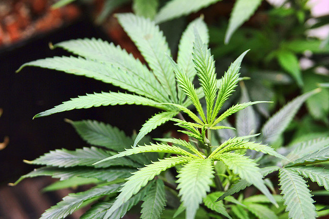 Marijuana