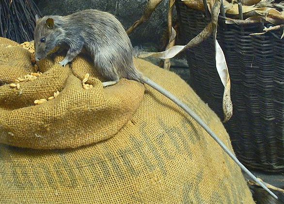 Rat