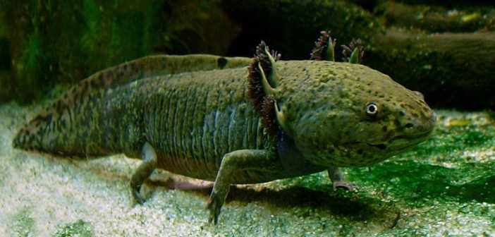 Axolotl or "water monster"