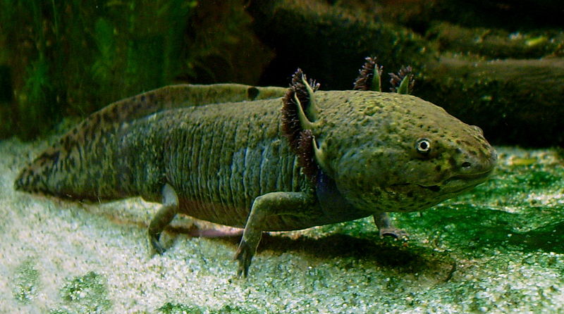 Axolotl or "water monster"
