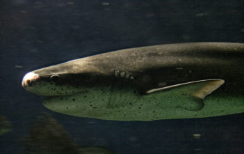 Broadnose sevengill shark