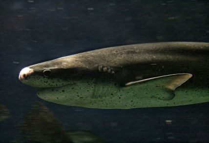 Broadnose sevengill shark