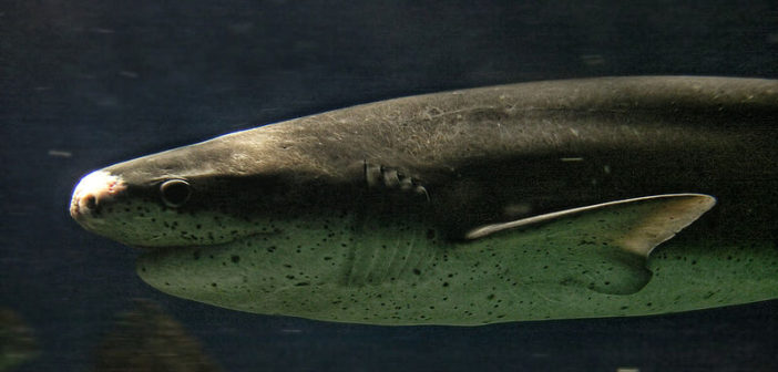 Broadnose sevengill shark
