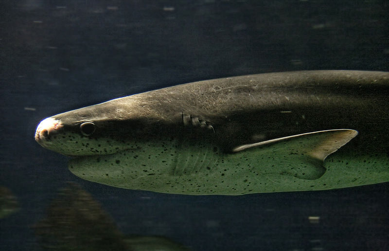 Broadnose sevengill shark