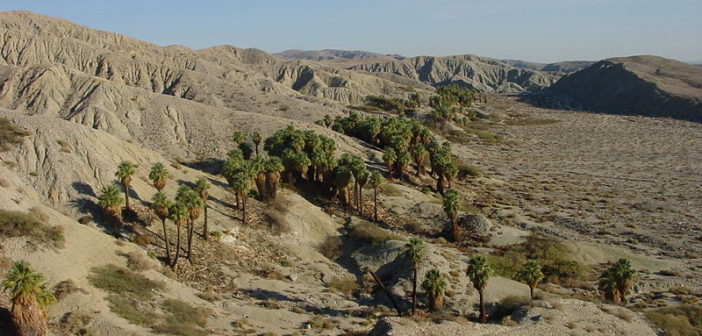 Coachella Valley Preserve