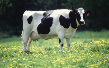 Dairy cow