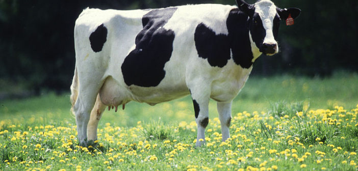 Dairy cow