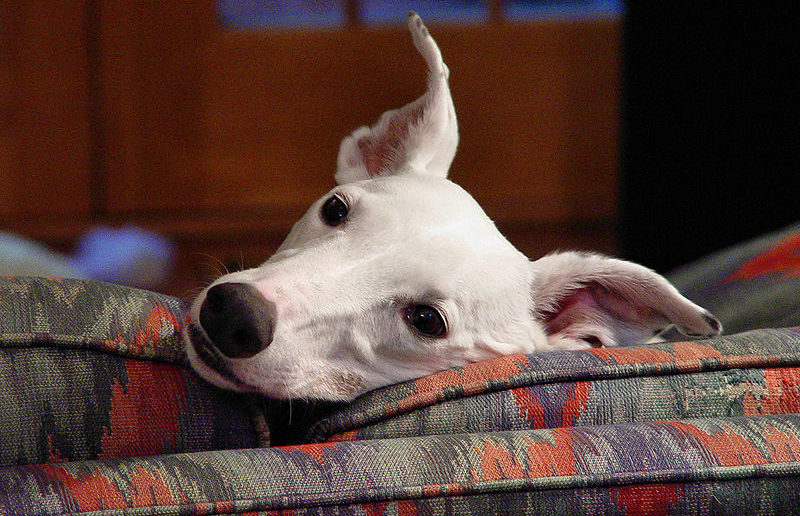 Greyhound puppy