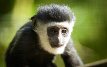 Baby Colobus Monkey