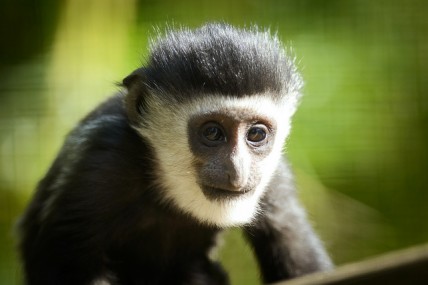 Baby Colobus Monkey