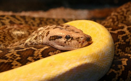 Pythons