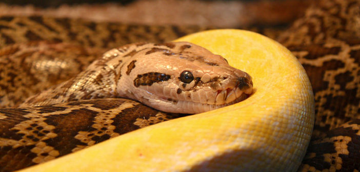 Pythons