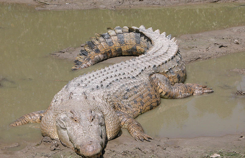 Saltwater crocodile