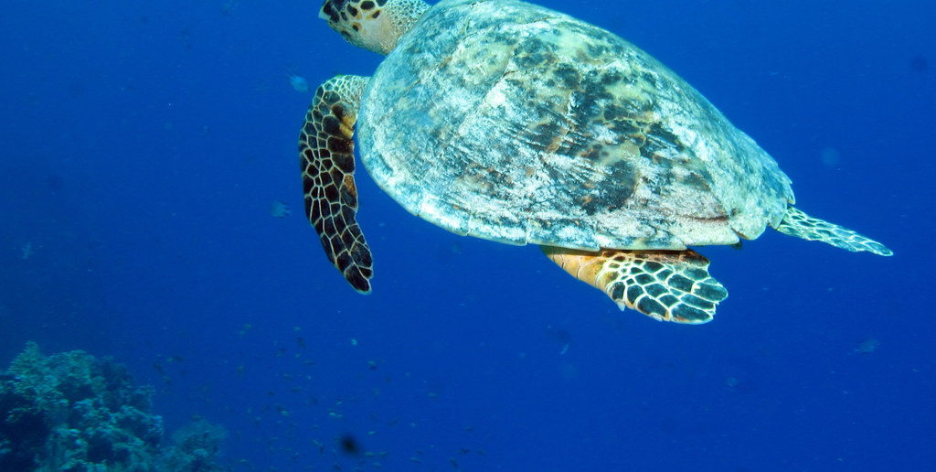 Sea turtle