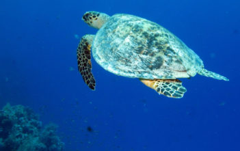 Sea turtle