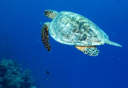 Sea turtle