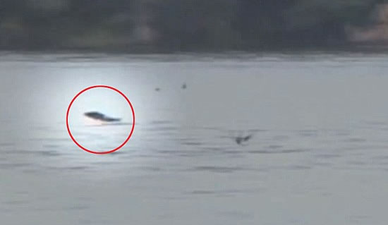 Tigerfish catches bird mid-flight