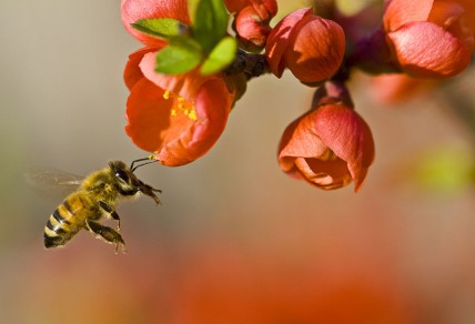 Bee