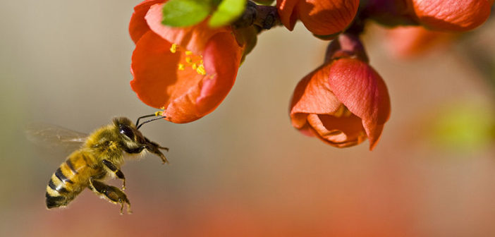 Bee