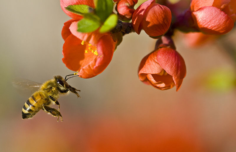 Bee