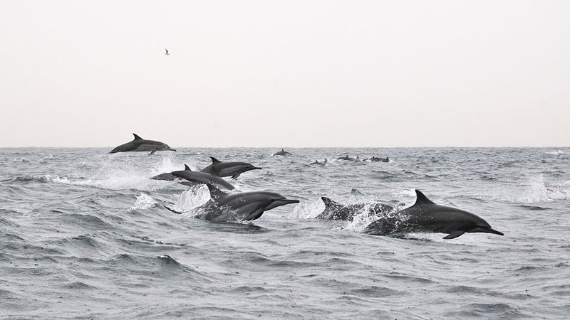 Dolphins