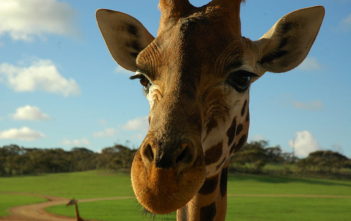 Giraffe
