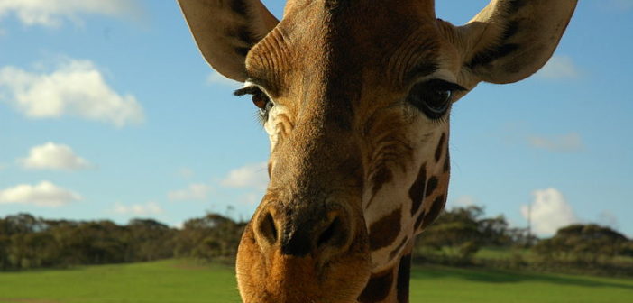 Giraffe
