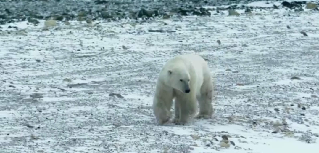 Google Street View finds polar bears