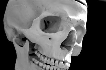 Human skull