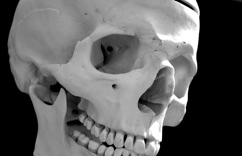 Human skull