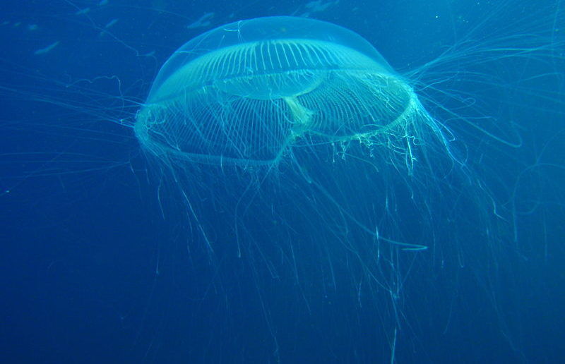 Jellyfish