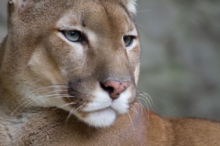 Mountain lion