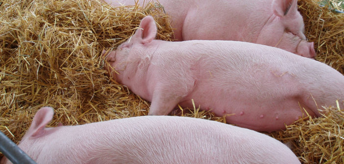 Pigs
