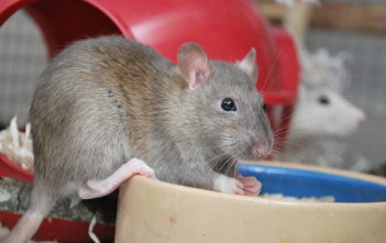 Rat