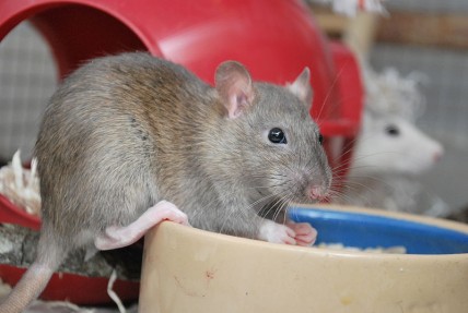 Rat