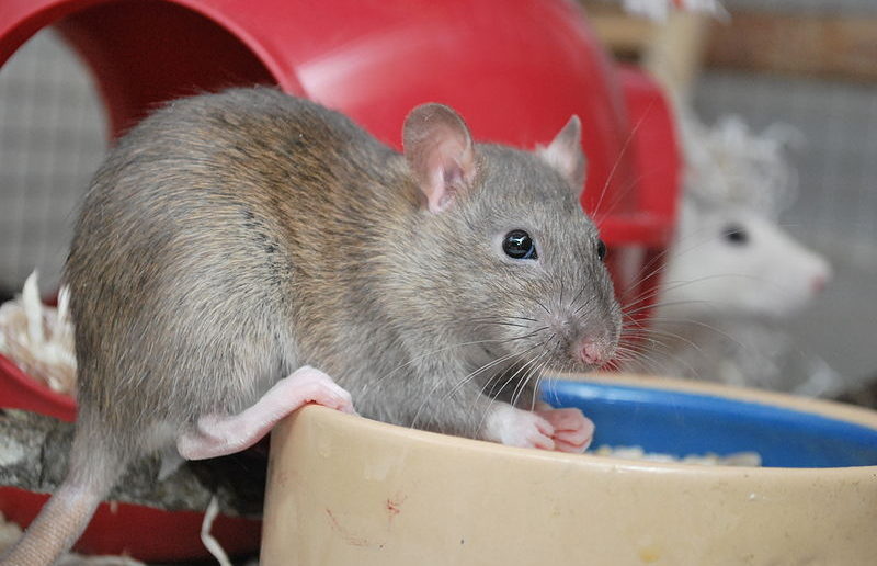 Rat