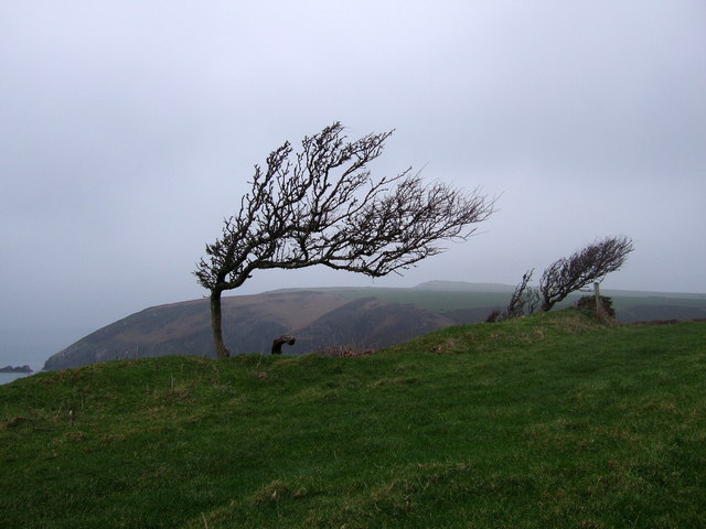Trees in the wind