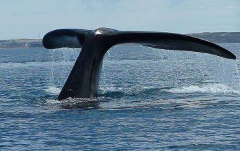 Whale tail