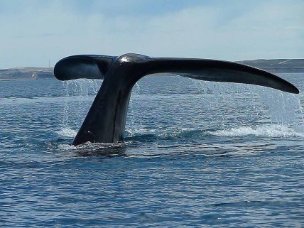 Whale tail