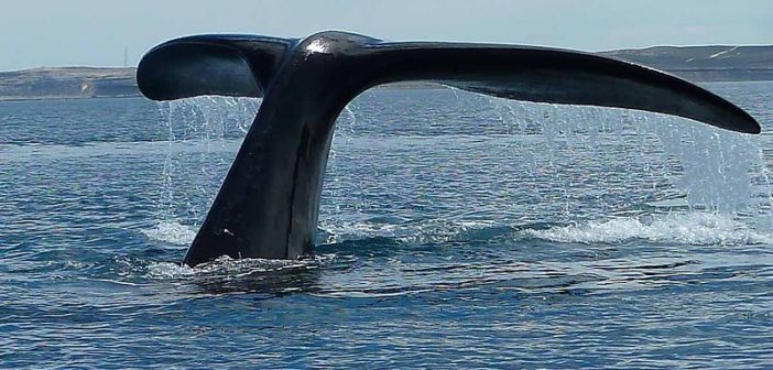 Whale tail