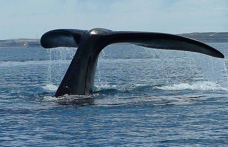 Whale tail